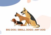Dog Walking Flyer Template Microsoft Word Free Design (1st Sample)