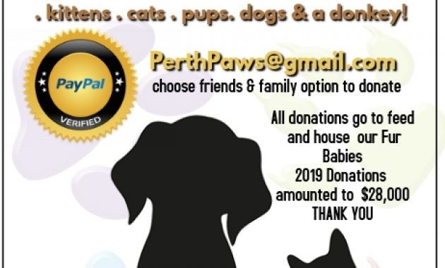 animal shelter donation flyer template, animal shelter donation poster, animal shelter flyers, animal shelter promotion ideas, animal rescue fundraiser flyer template, dog shelter posters, pet adoption flyer ideas