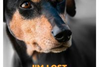 Free Printable Lost Dog Flyer Template (1st Basic Design)